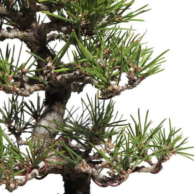 黒松　-Japanese black pine-　（推定樹齢30年） 詳細画像